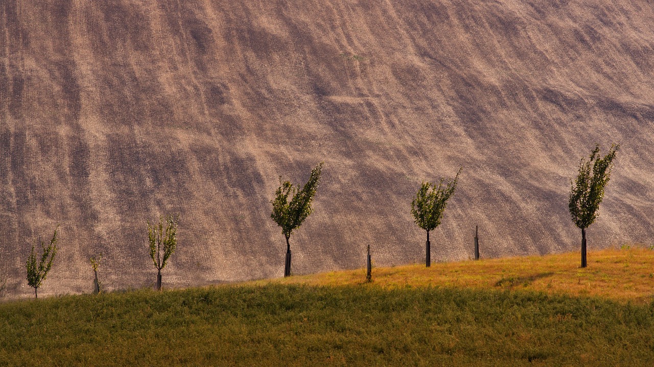 trees  summer  landscape free photo