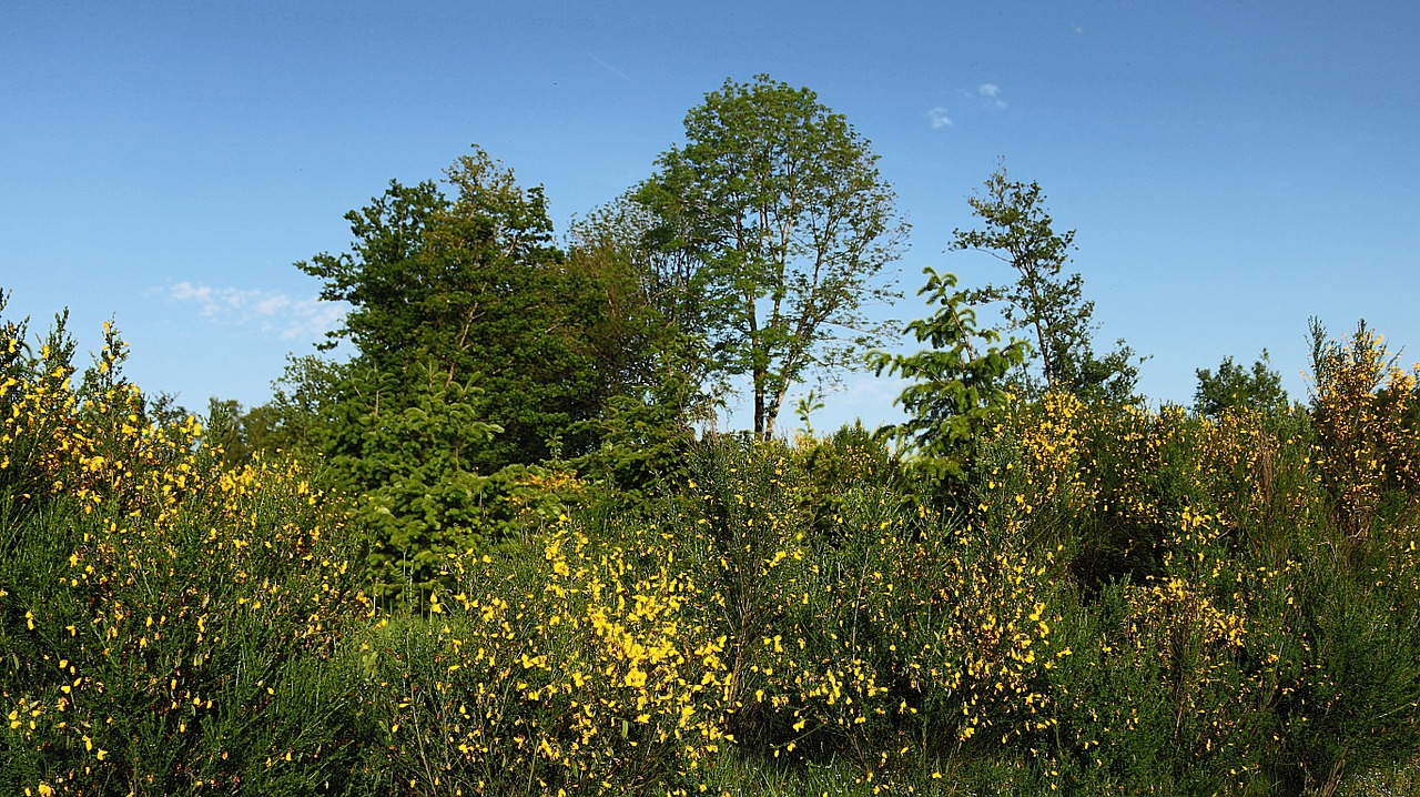 trees tree landscape free photo