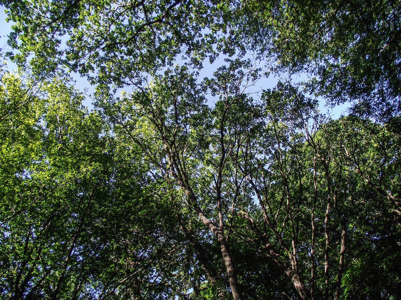 trees nature green free photo