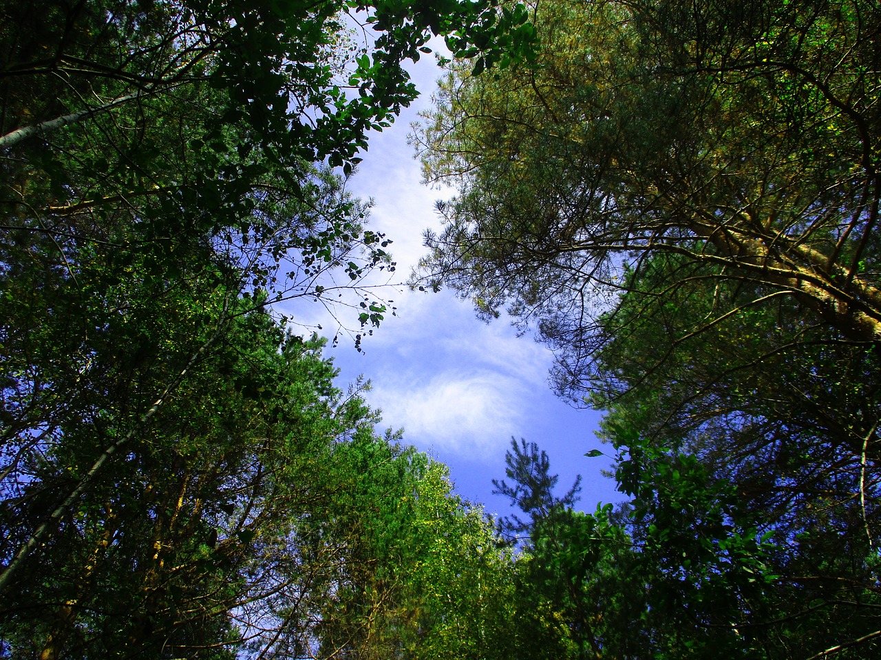 trees  forest  sky free photo