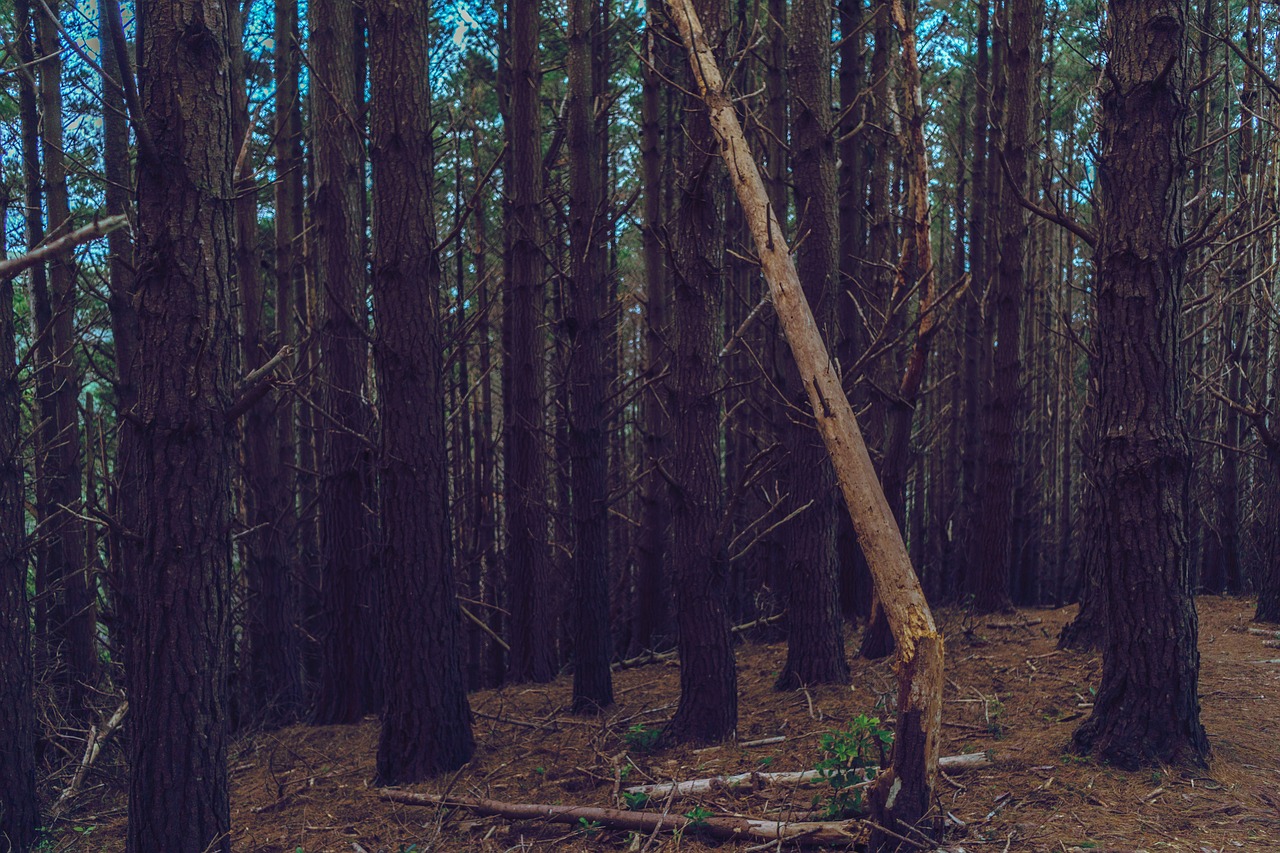 trees  nature  decay free photo