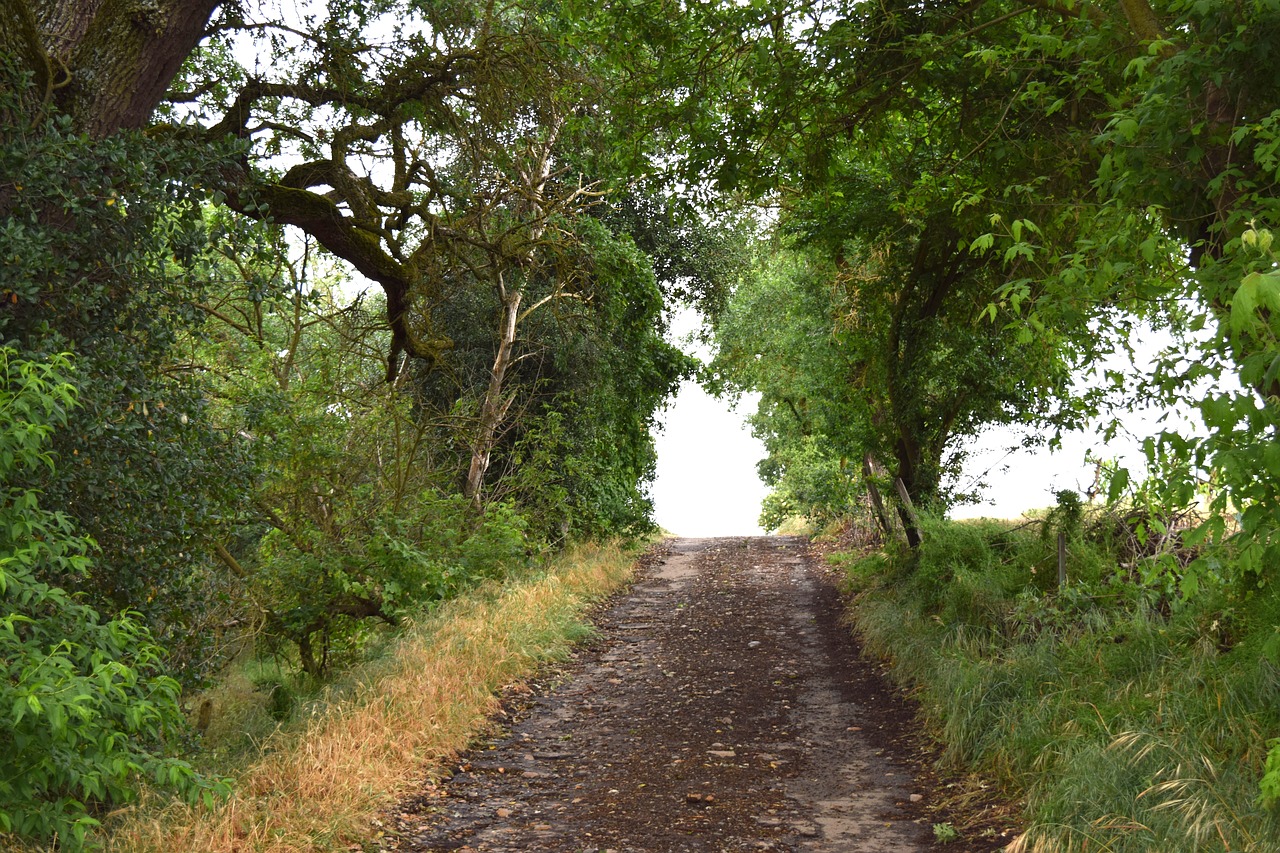 trees  path  sky free photo