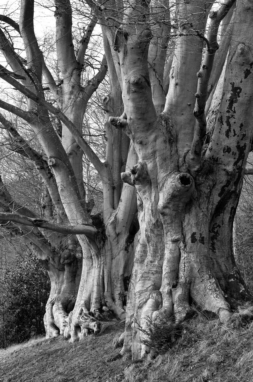 trees  forest  elm free photo