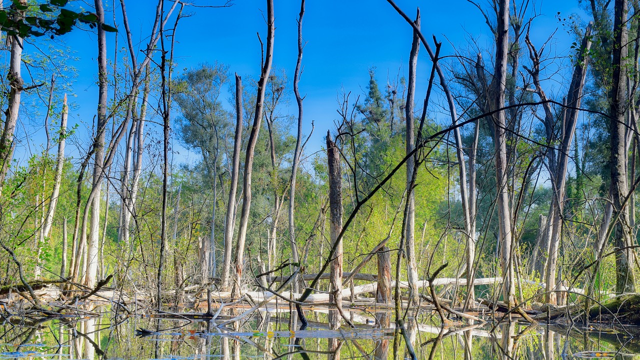 trees  water  landscape free photo