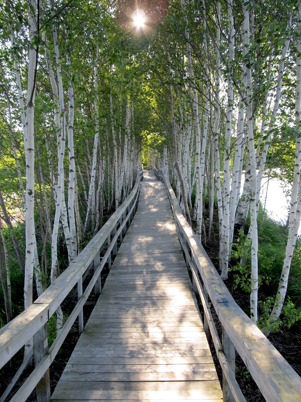 trees  boardwalk  planks free photo