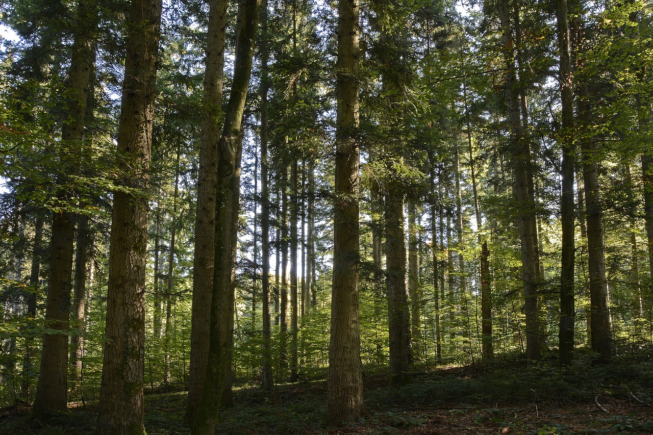 trees  forest  nature free photo