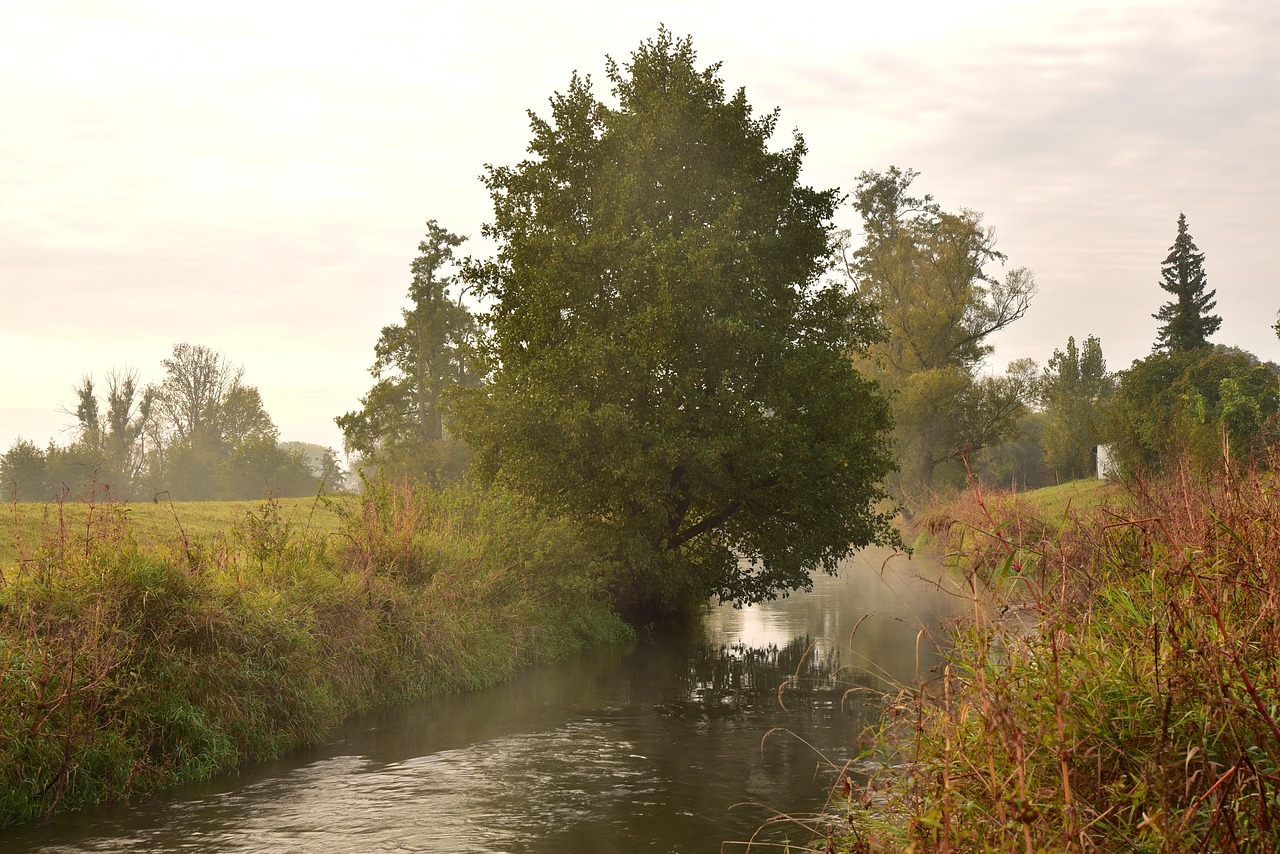 trees  fog  autumn free photo