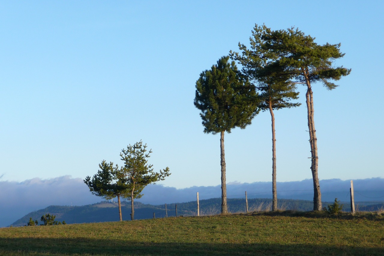 trees  wind  blue free photo