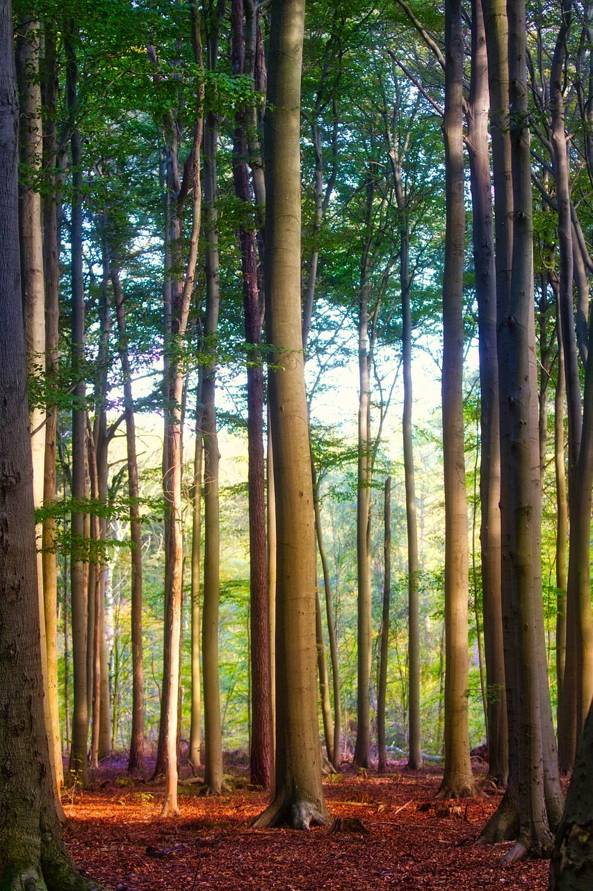 trees  beech  forest free photo