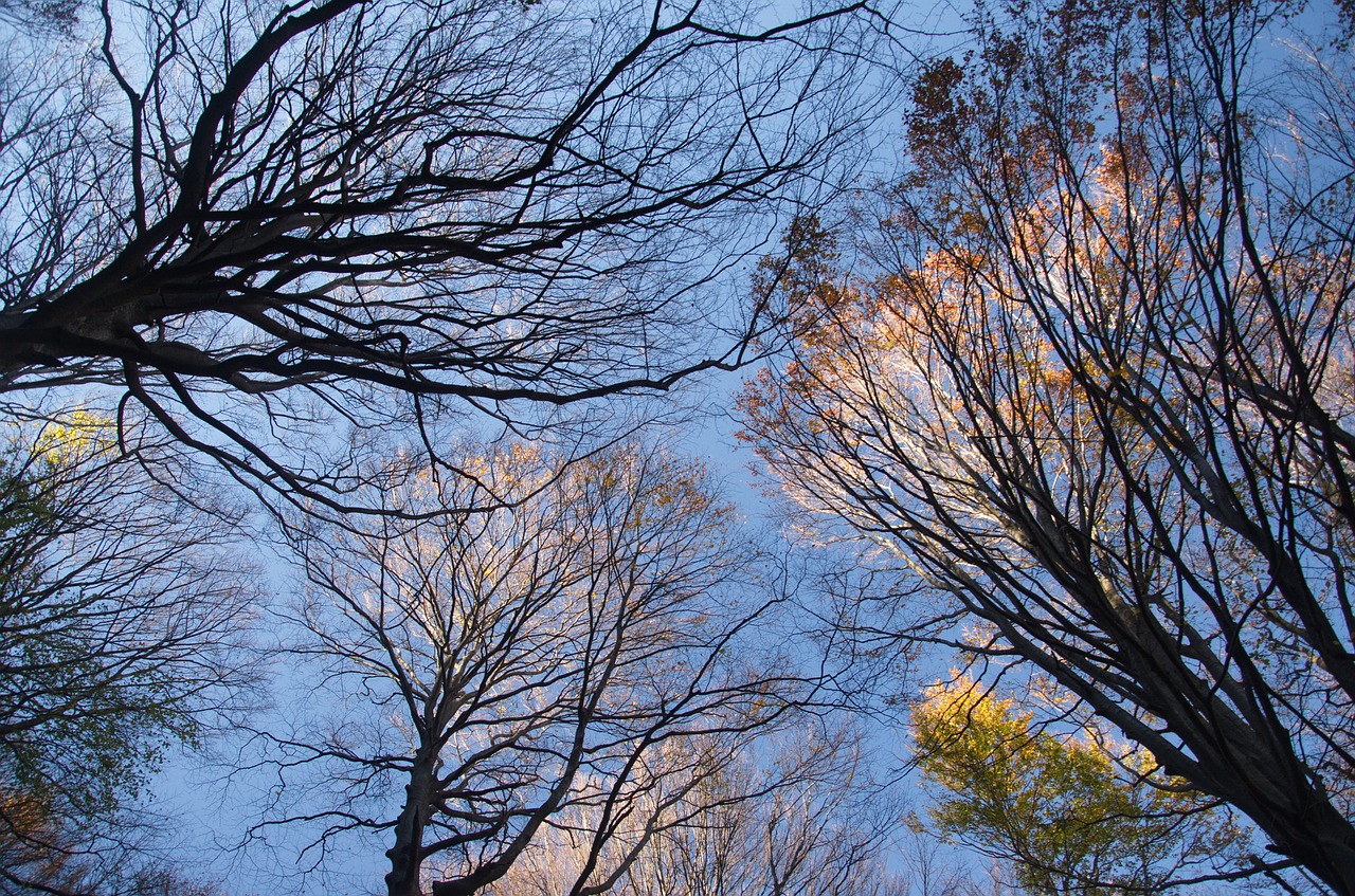 trees landscape tree free photo