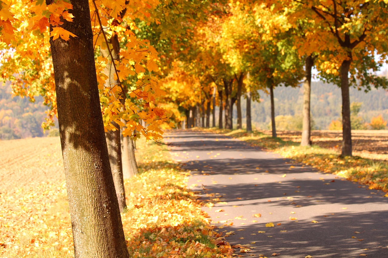 trees  alley  leaves free photo