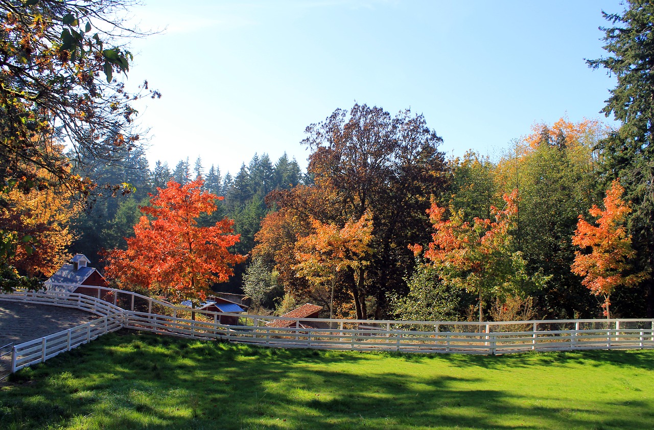 trees  autumn  fall free photo