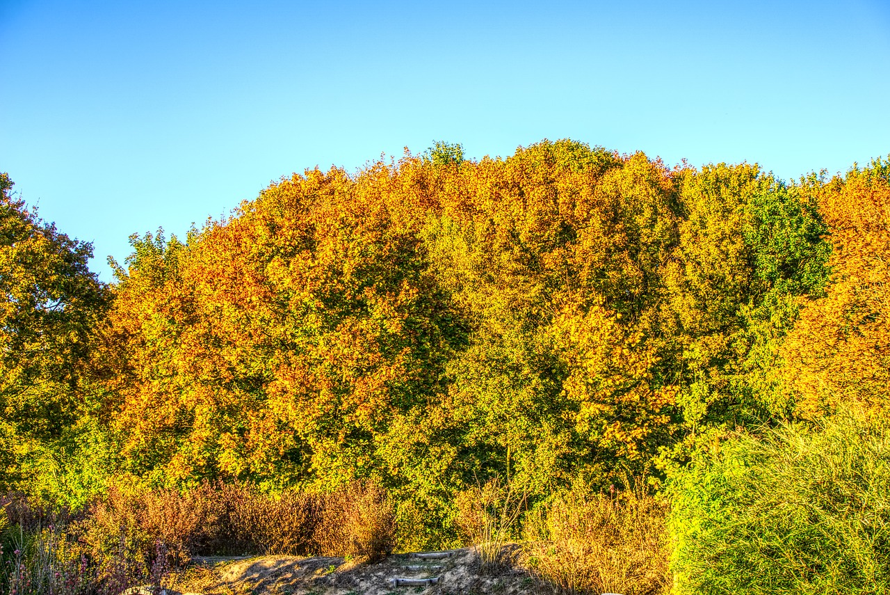 trees  colorful  autumn free photo