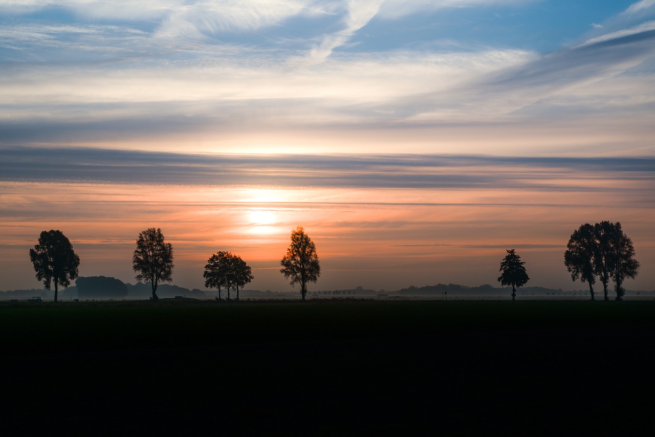 trees  sunrise  silhouette free photo