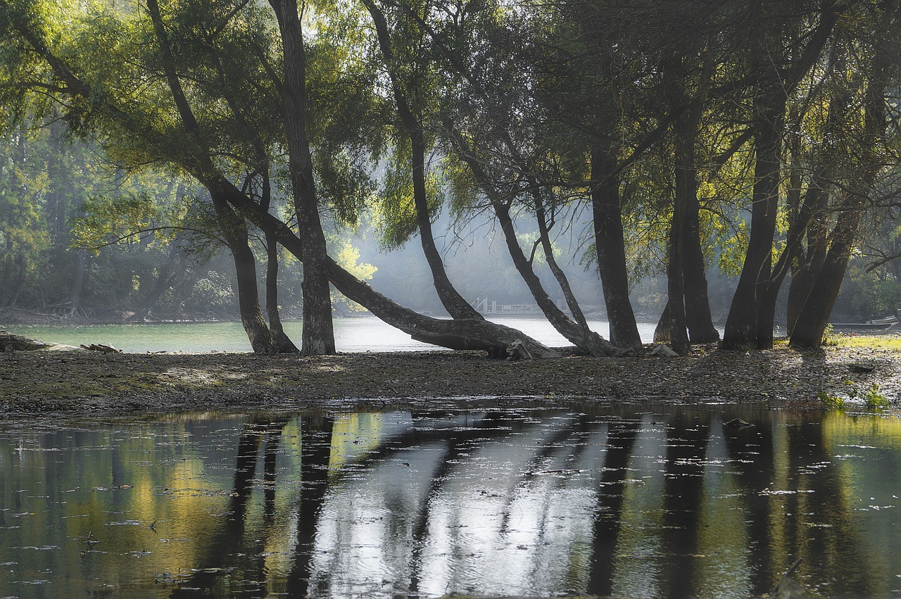 trees  water  nature free photo