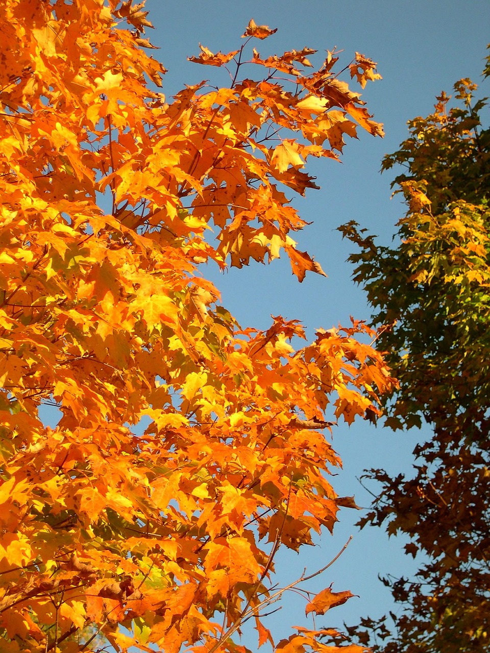 trees maple sky free photo