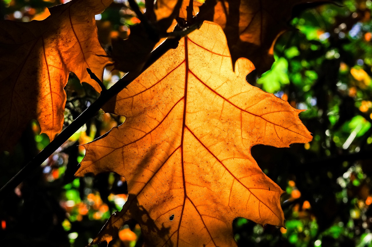 trees  autumn  nature free photo