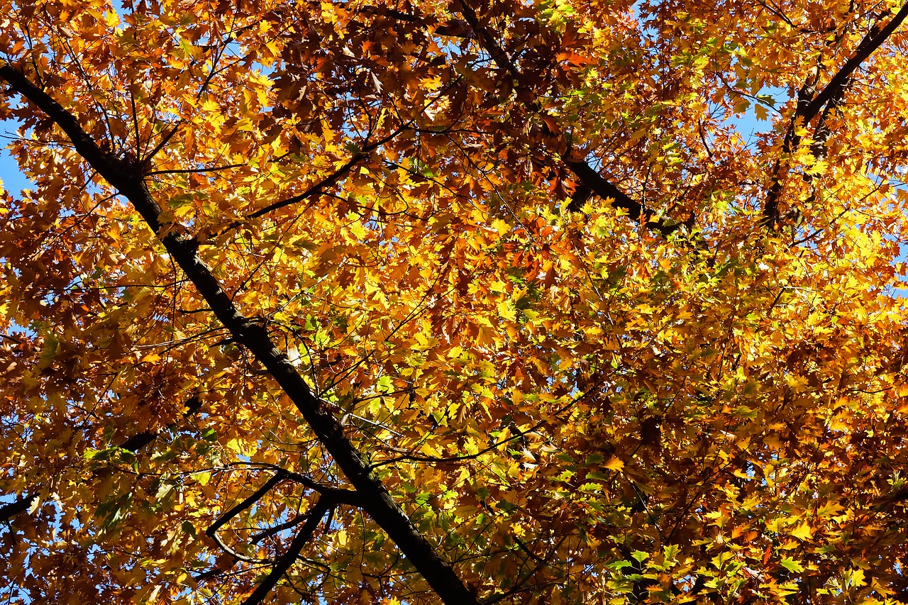 trees  autumn  nature free photo