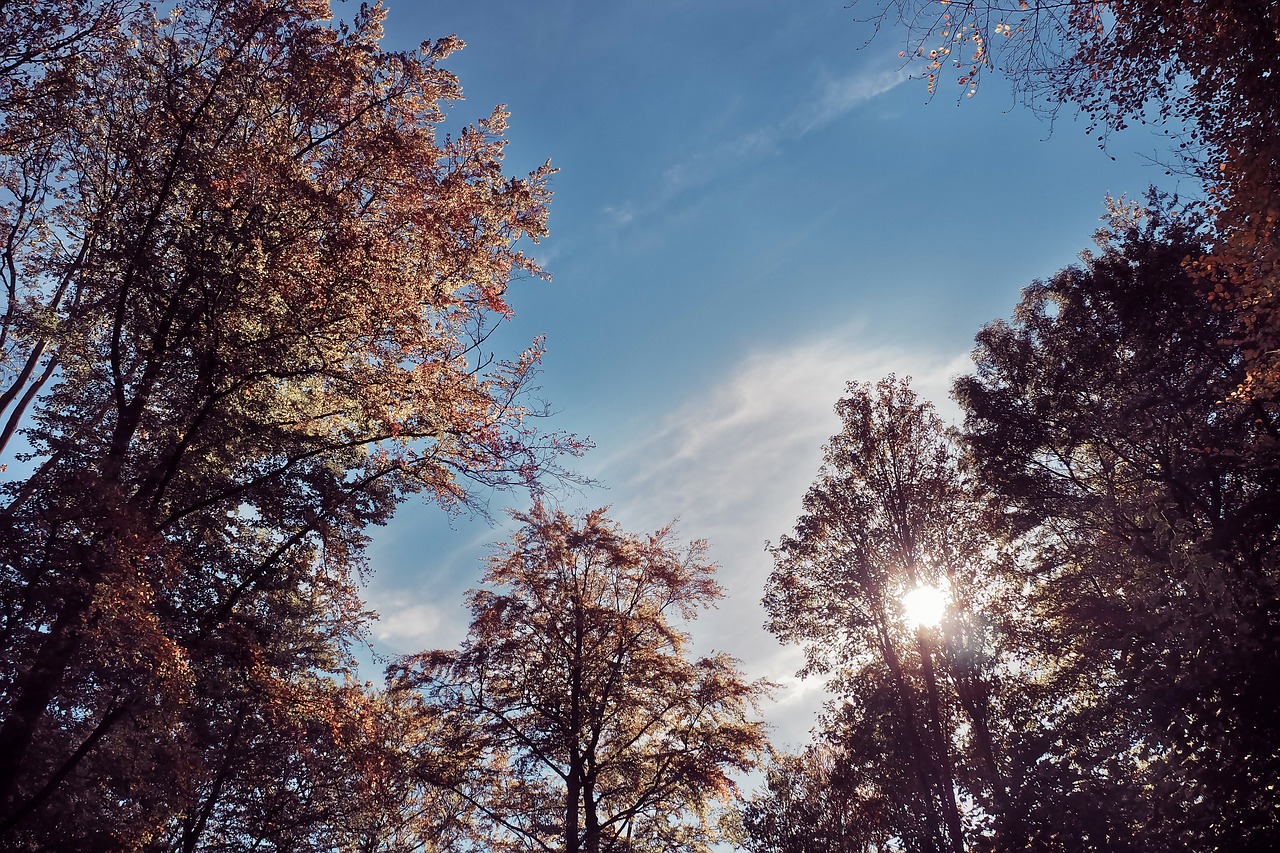 trees  autumn  nature free photo