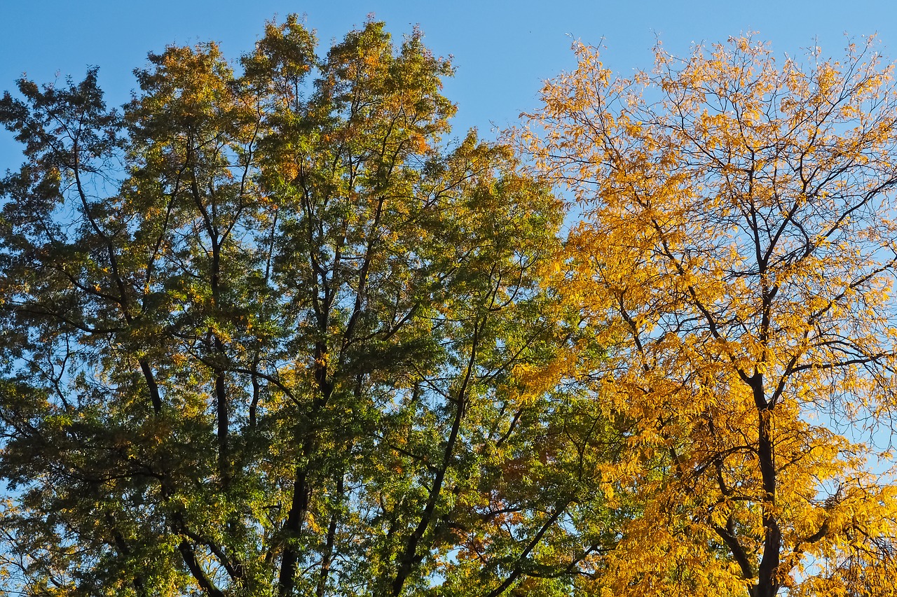 trees  autumn  nature free photo