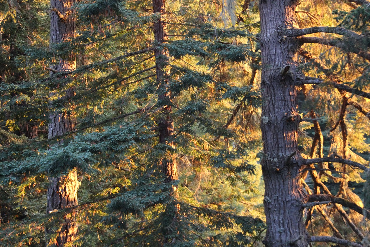 trees  landscape  forest free photo