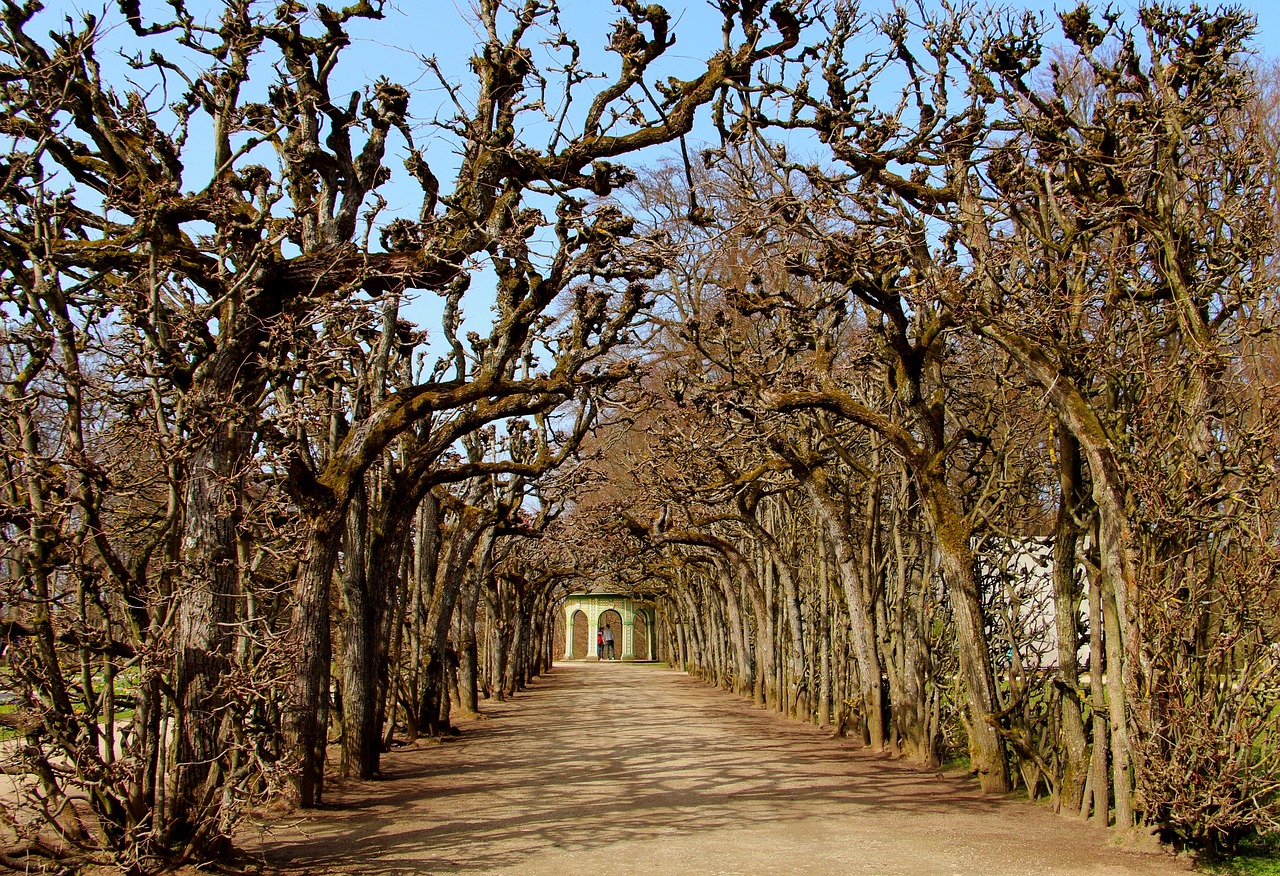 trees  park  ellie free photo