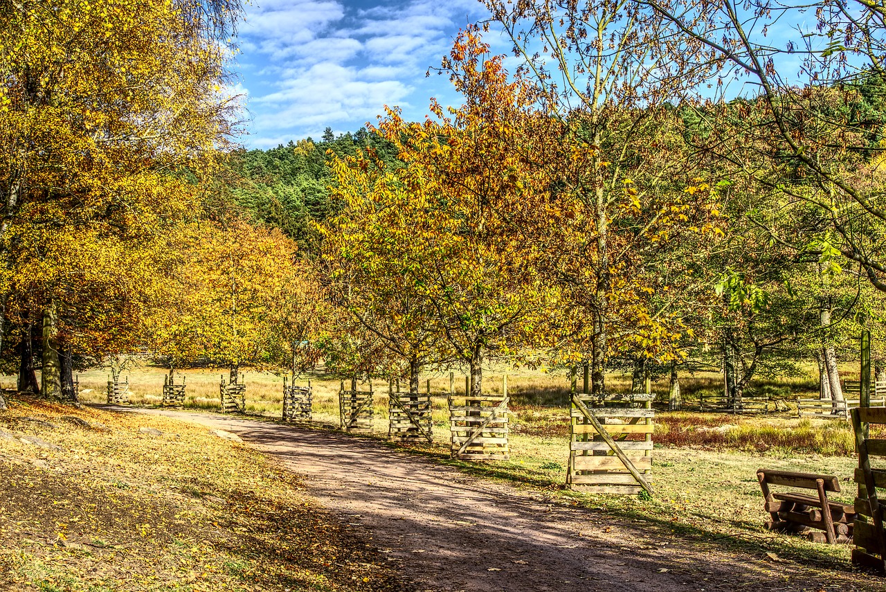 trees  colorful  leaves free photo