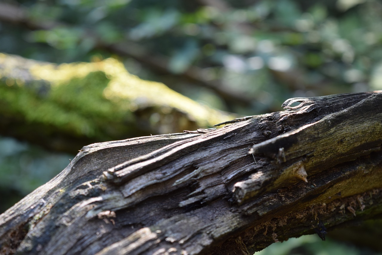 trees  old trees  moss free photo