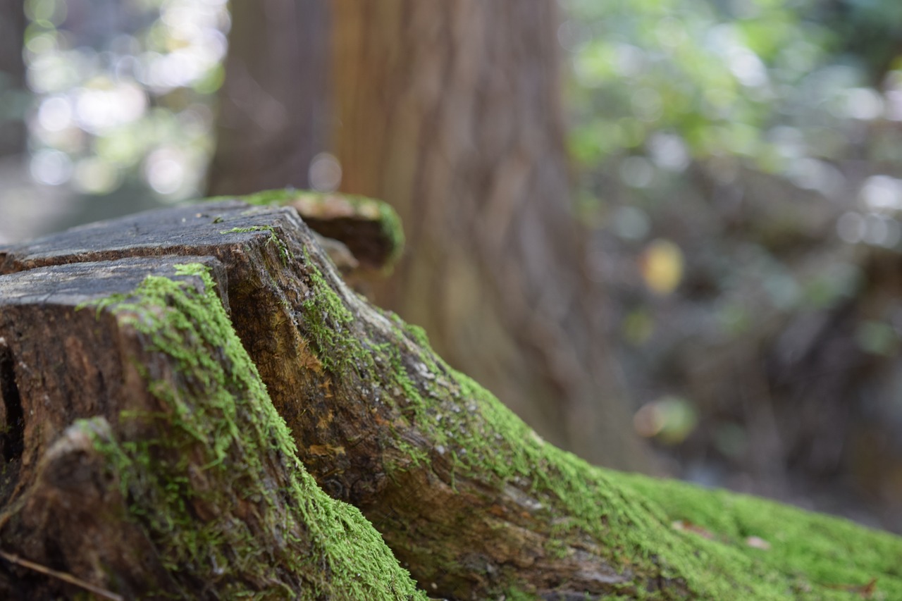 trees  old trees  moss free photo