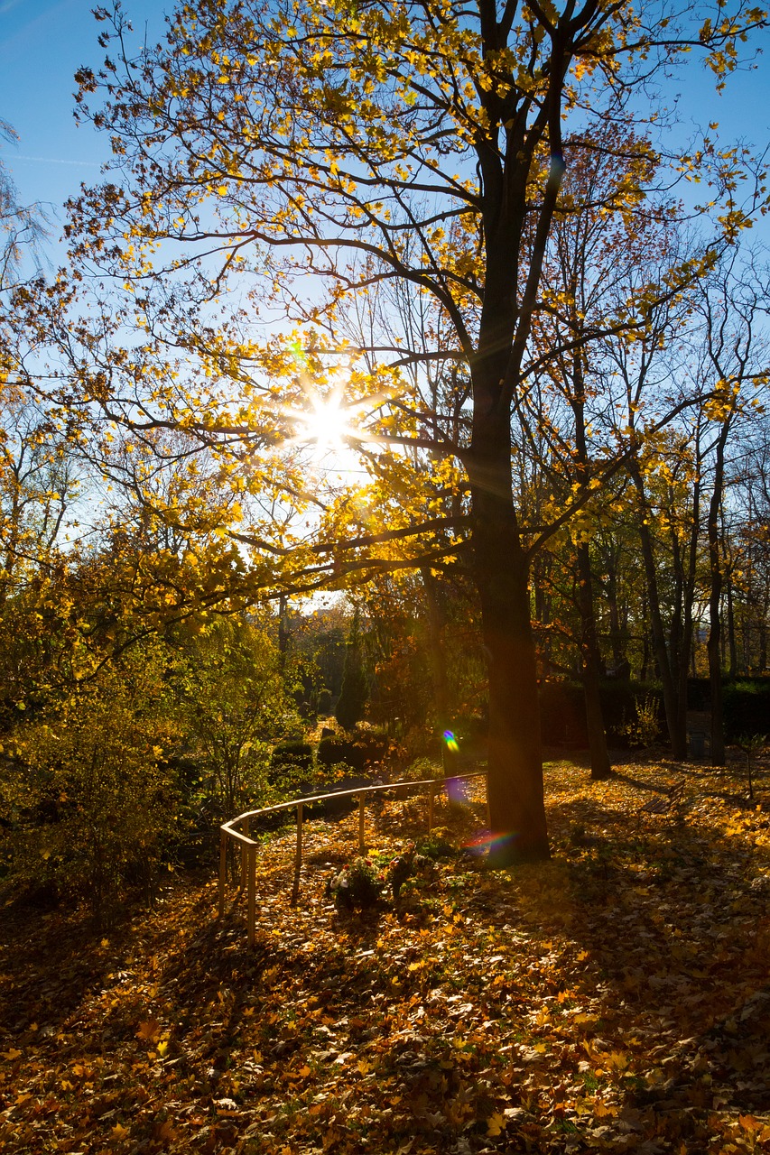 trees  autumn  landscape free photo