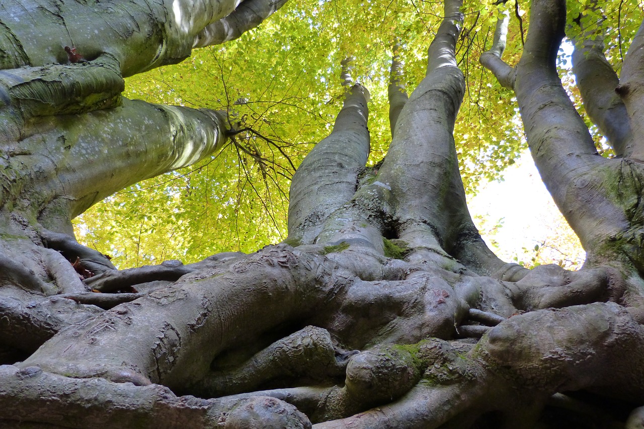 trees  roots  branches free photo