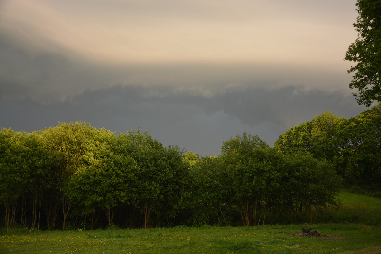 Download free photo of Trees, landscape stormy, cloudy gray sky, storm ...