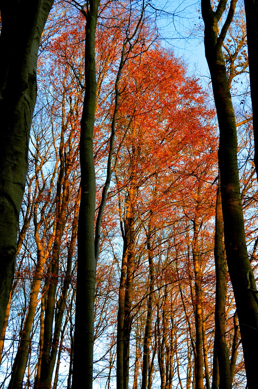 trees  fall leaves  forest free photo