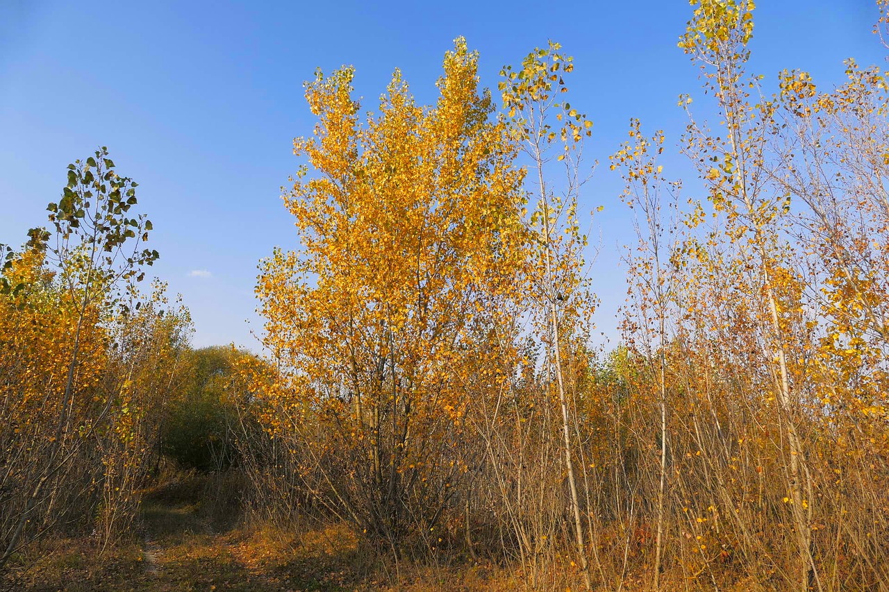 trees  forest  path free photo