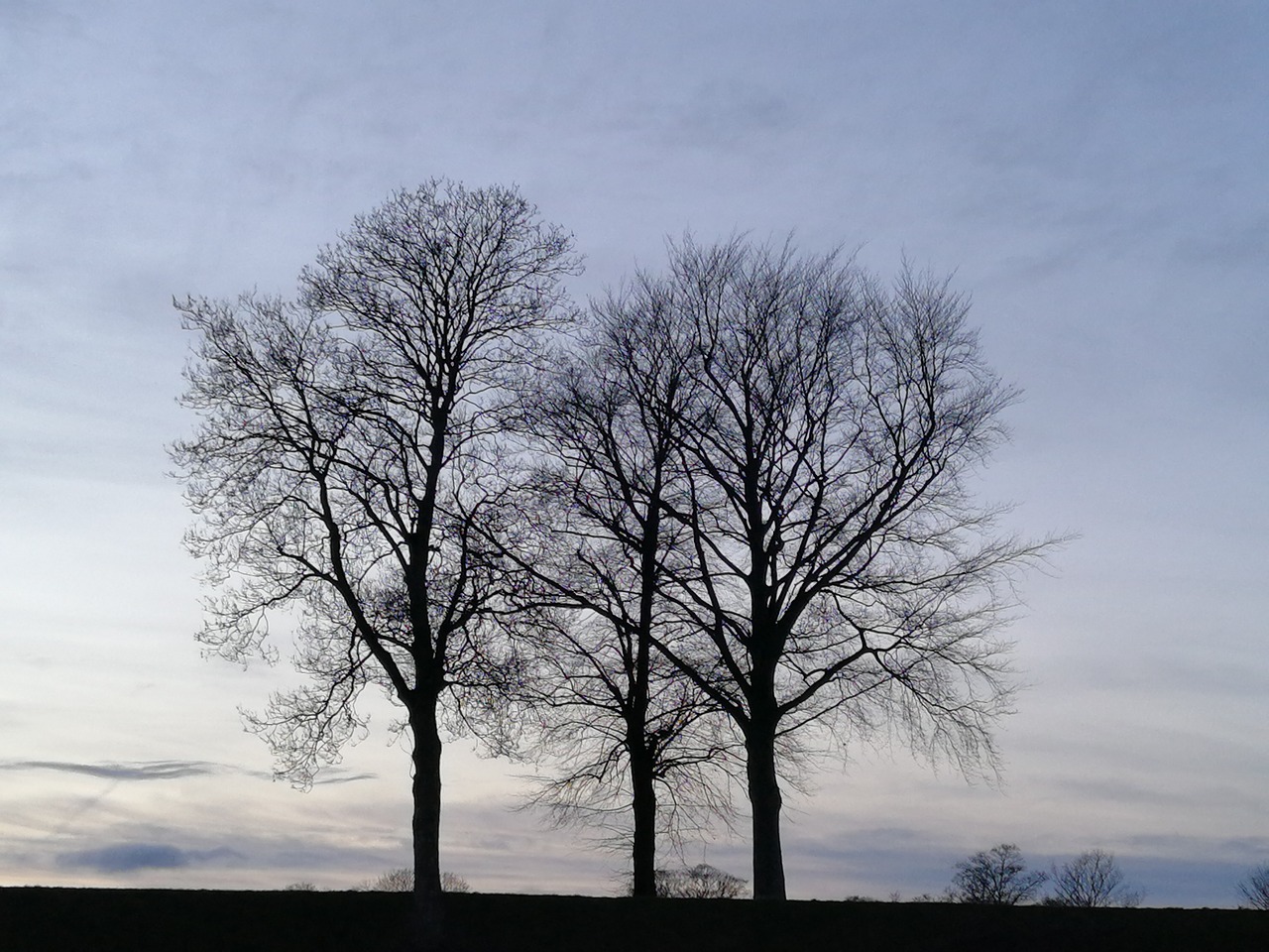 trees  sky  flock free photo