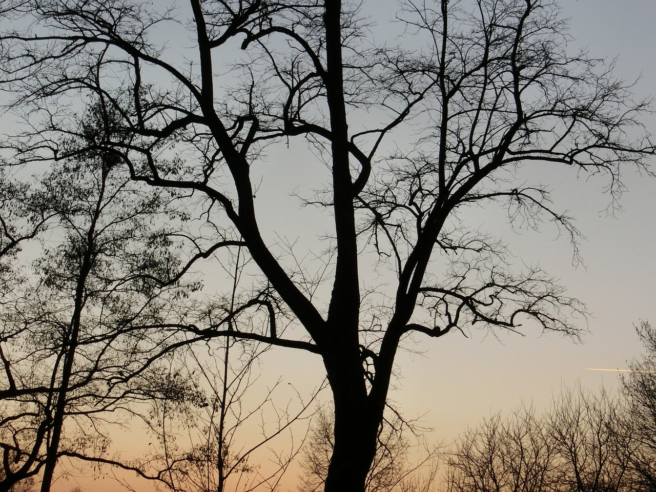 trees abendstimmung landscape free photo