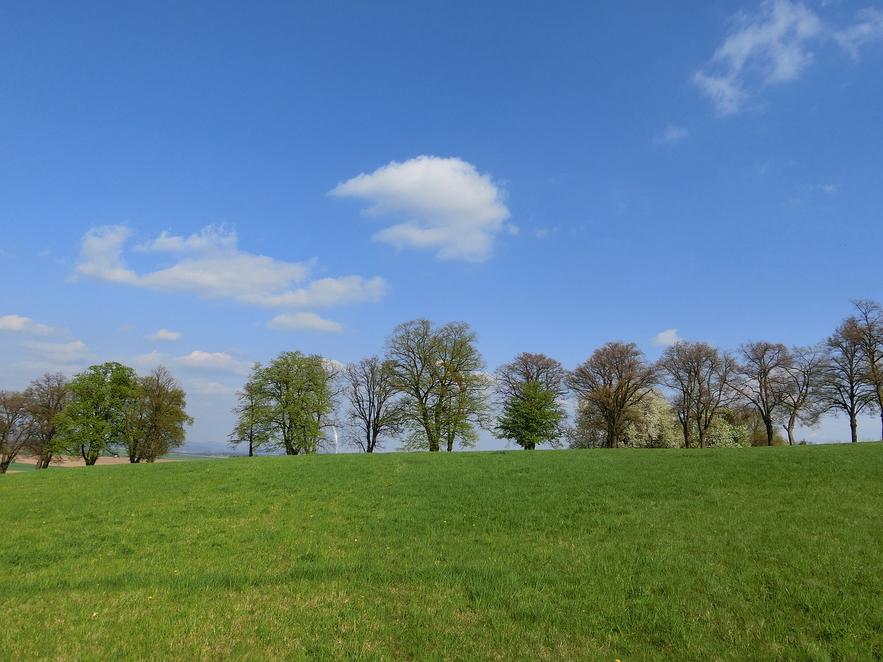 trees sky landscape free photo