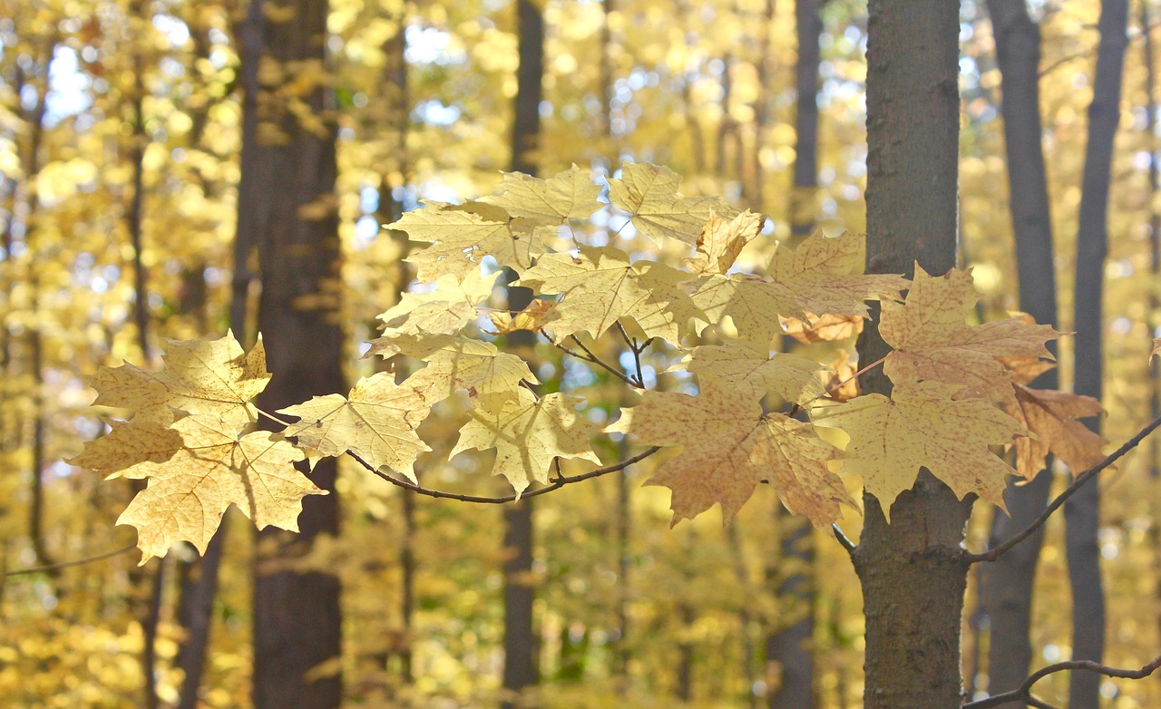 trees  leaves  autumn free photo