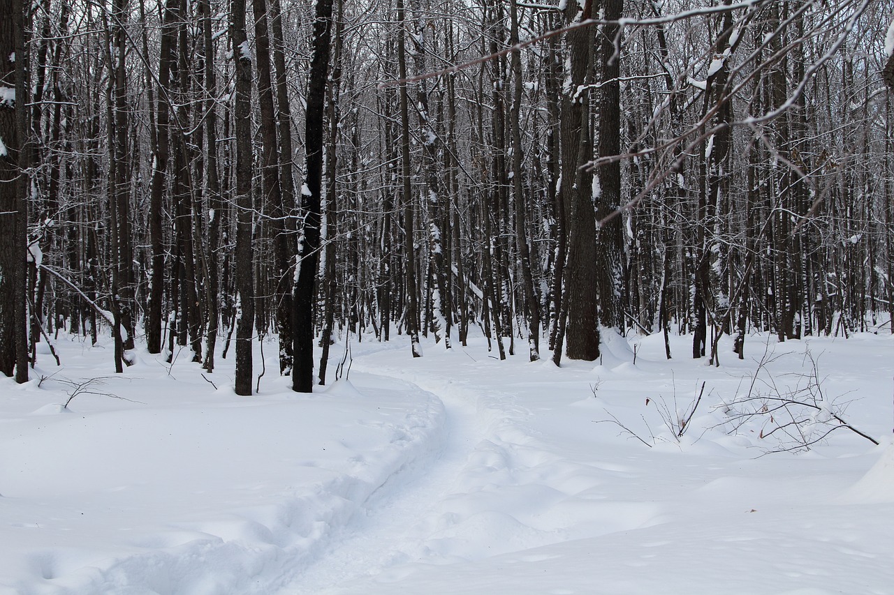 trees  winter  snow free photo