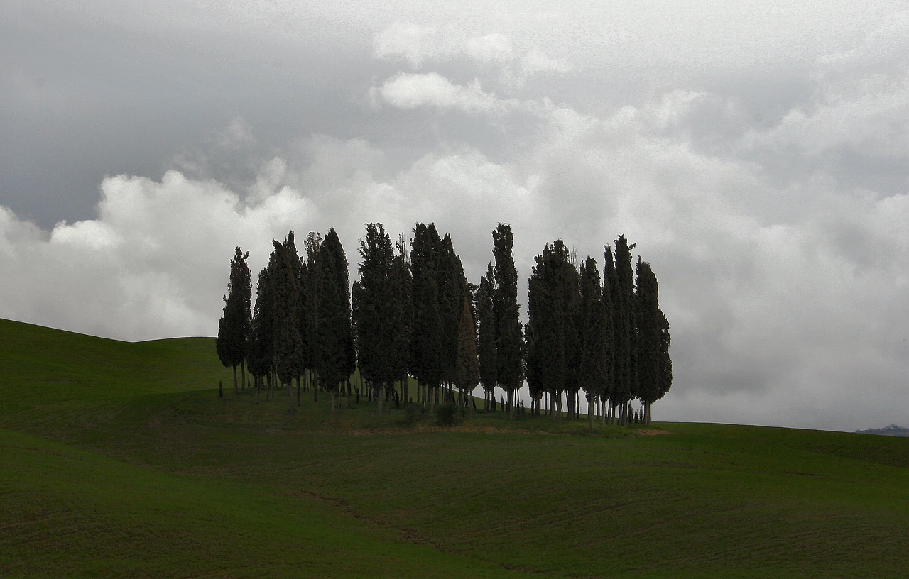 trees  landscape  tuscany free photo