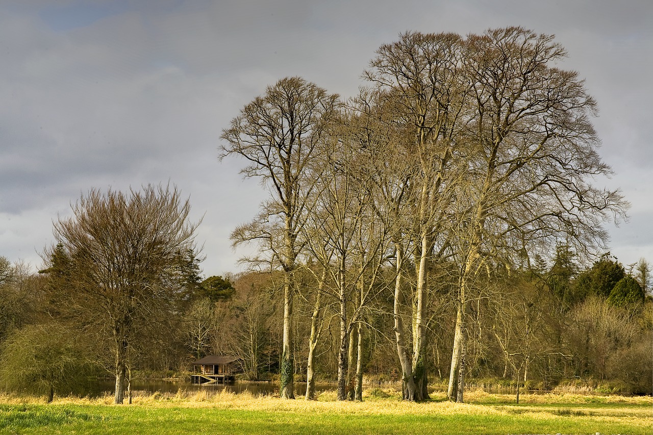 trees  log  cabin free photo