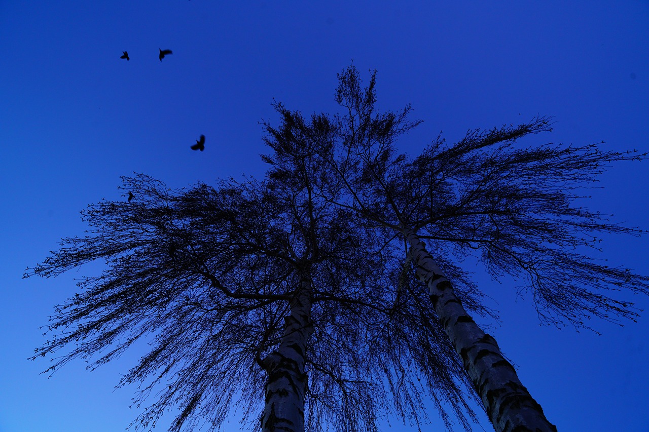 trees  birds  flying free photo