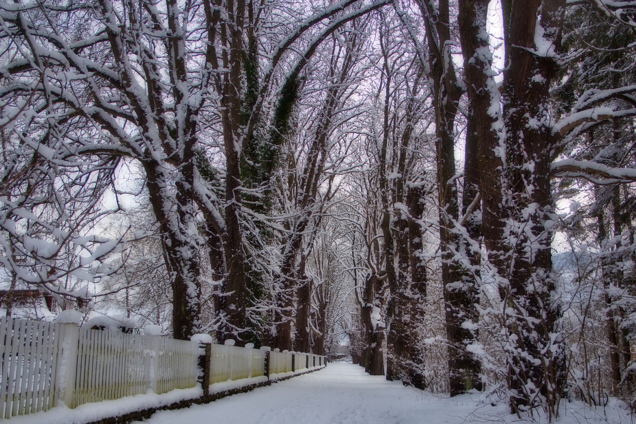 trees  trail  nature free photo