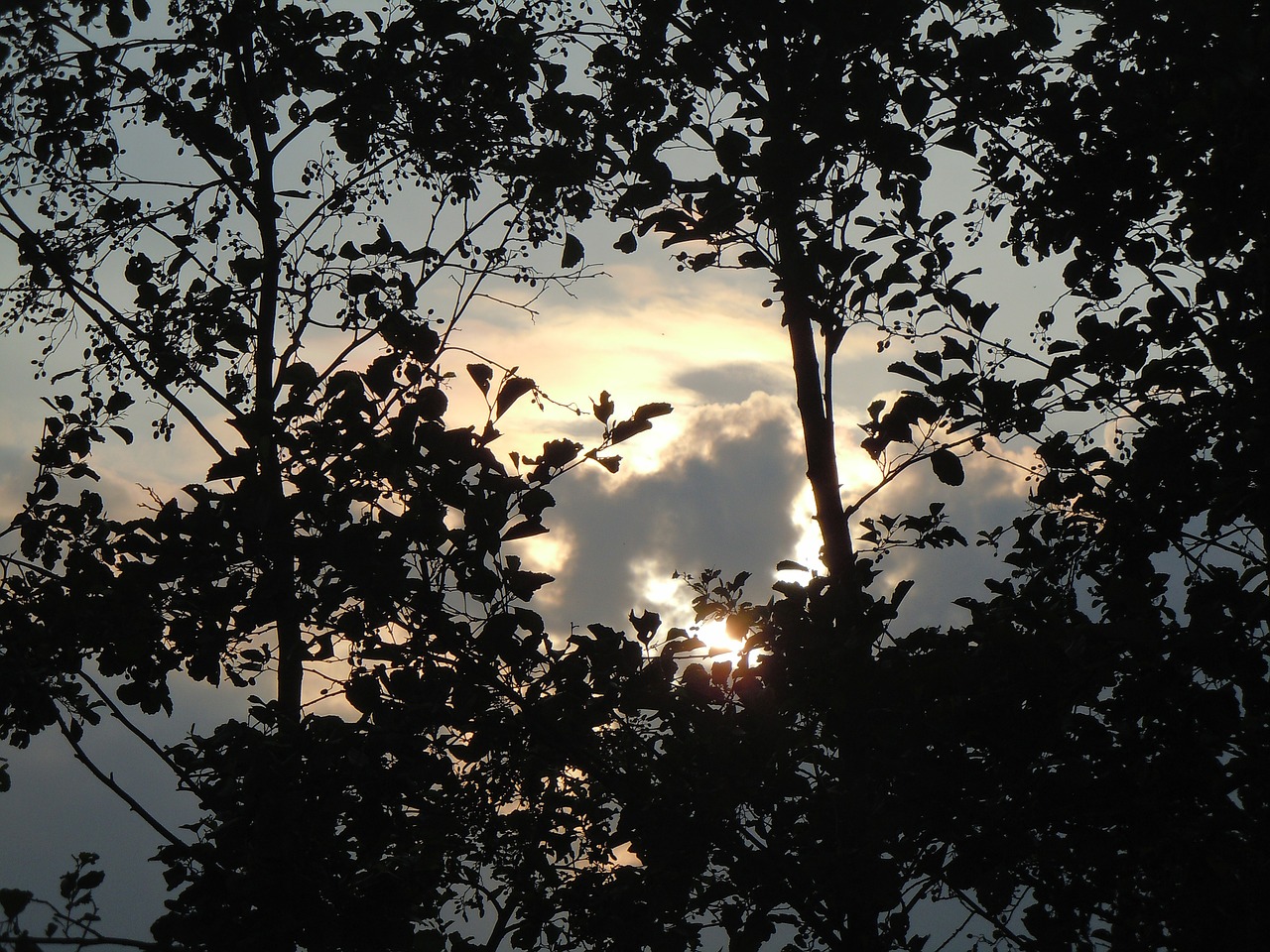 trees aesthetic branches free photo