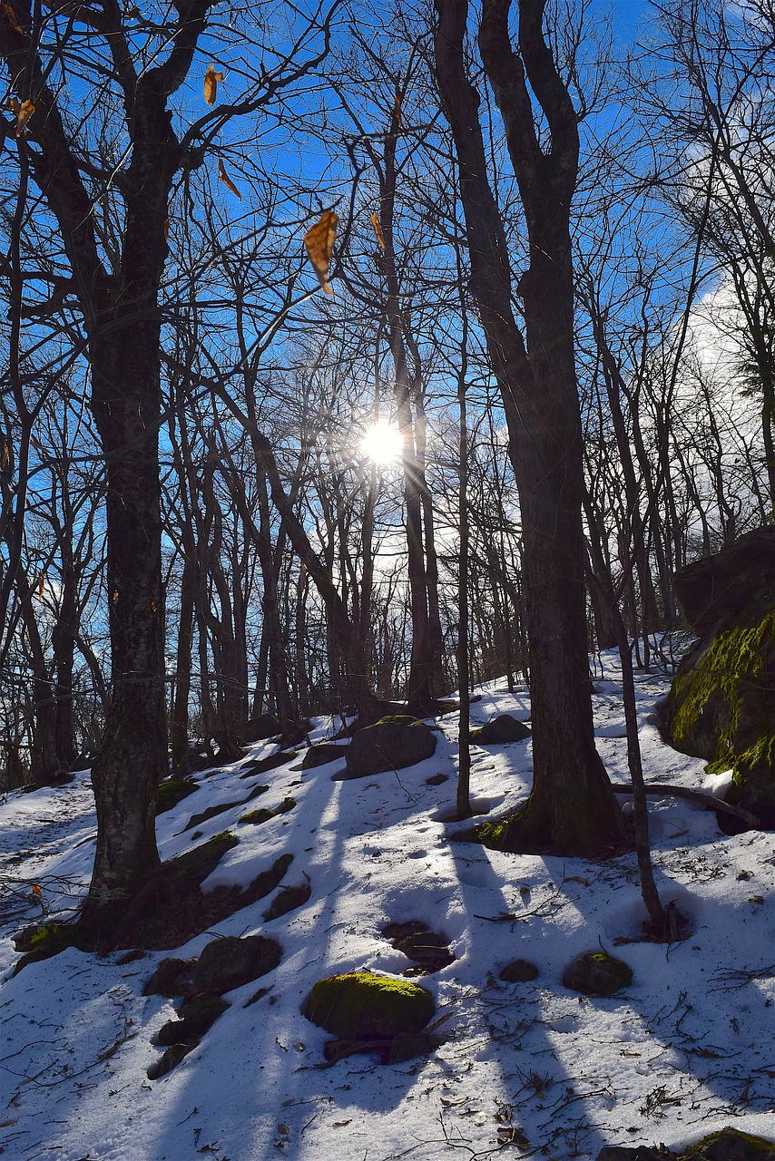 trees  snow  winter free photo