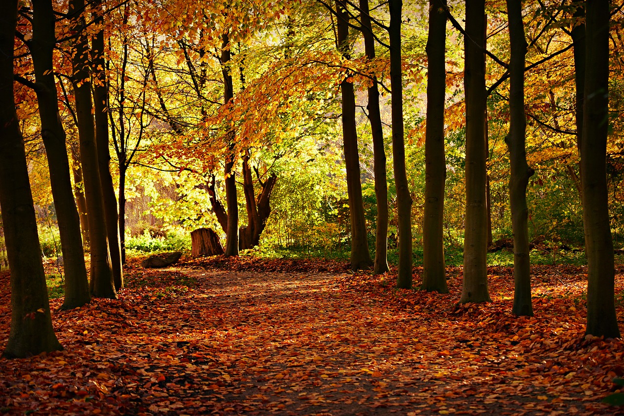 trees  row  tree lined free photo