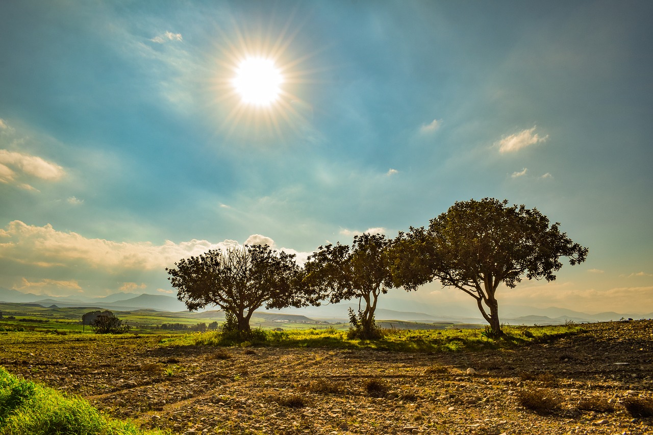 trees  landscape  nature free photo