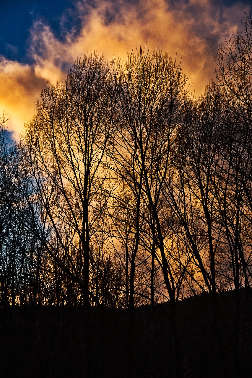 trees  sunset  landscape free photo