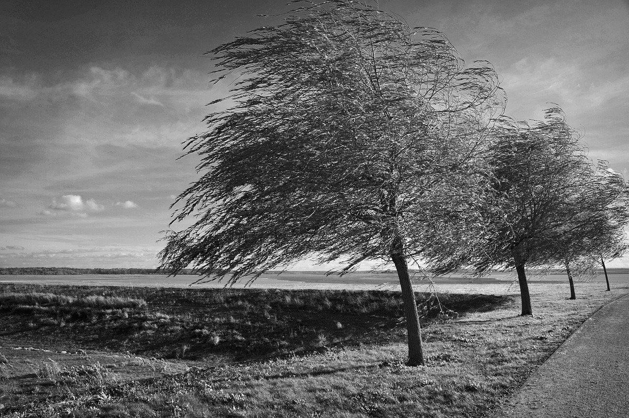 trees  wind  black and white free photo