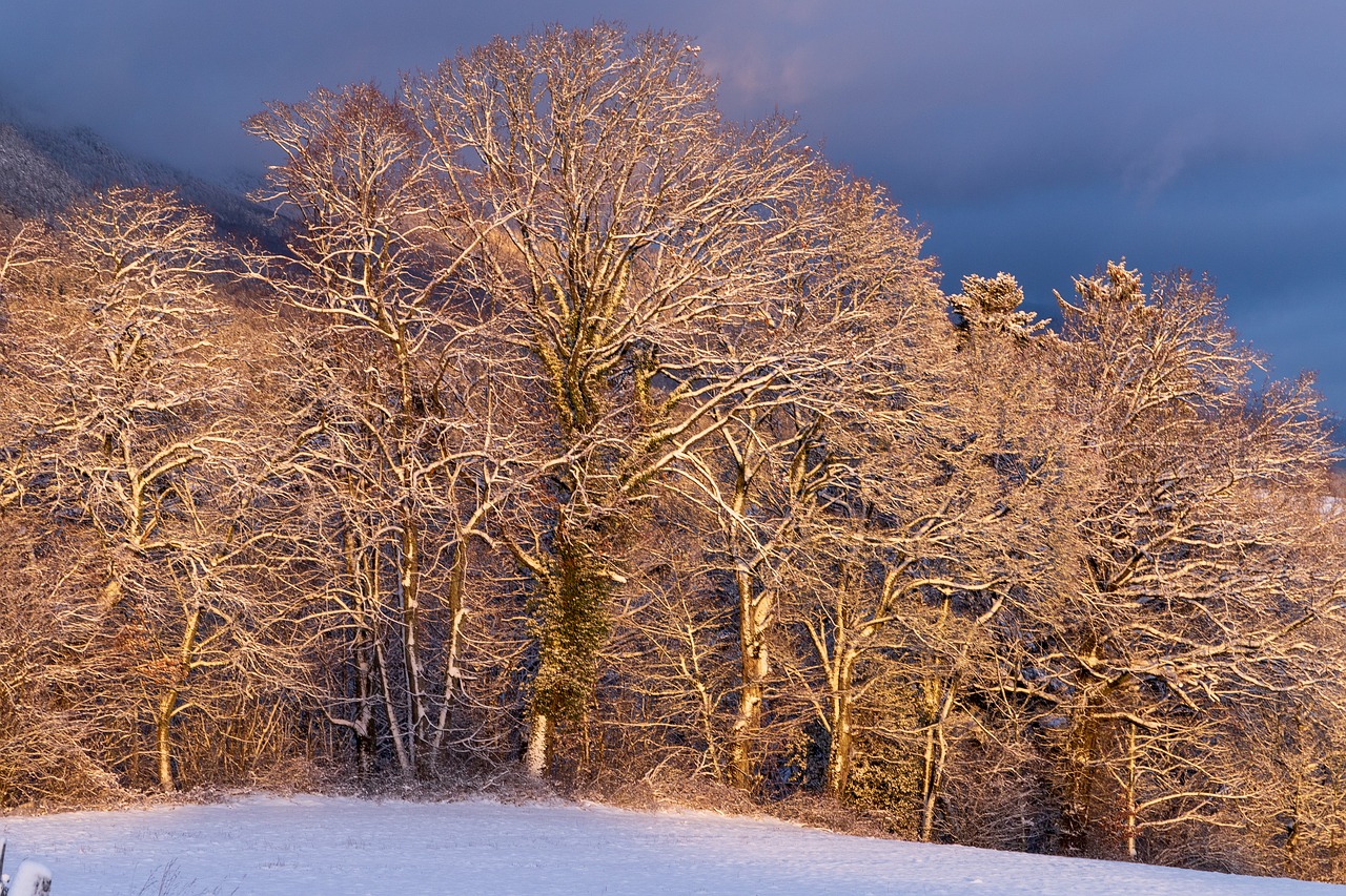 trees  shining  light free photo